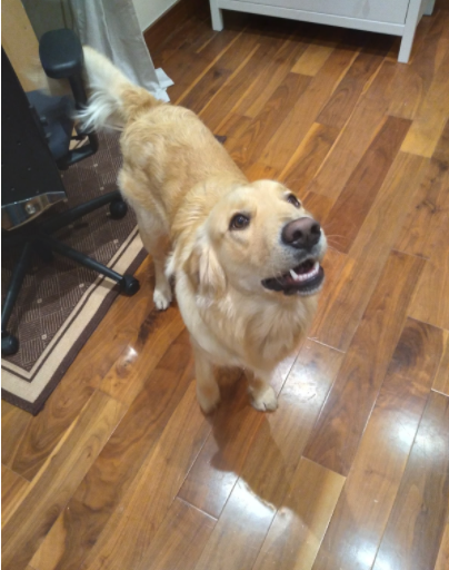 Meet Oisin
